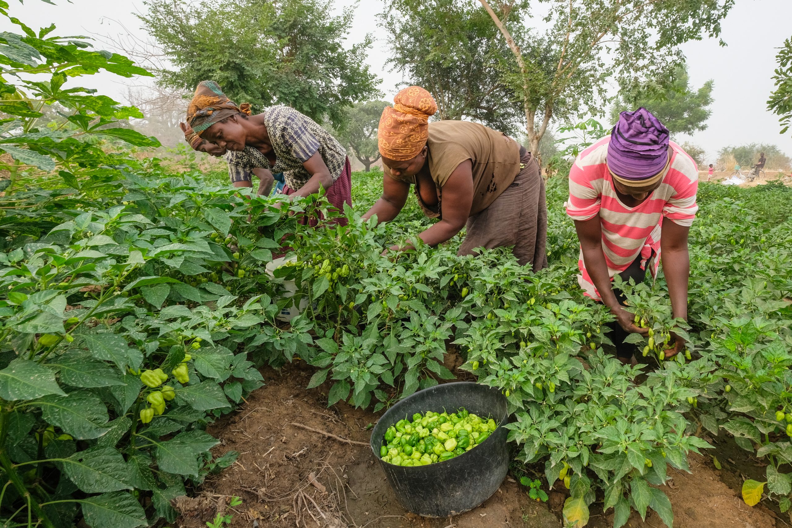 The Impact of Climate Change on Agriculture